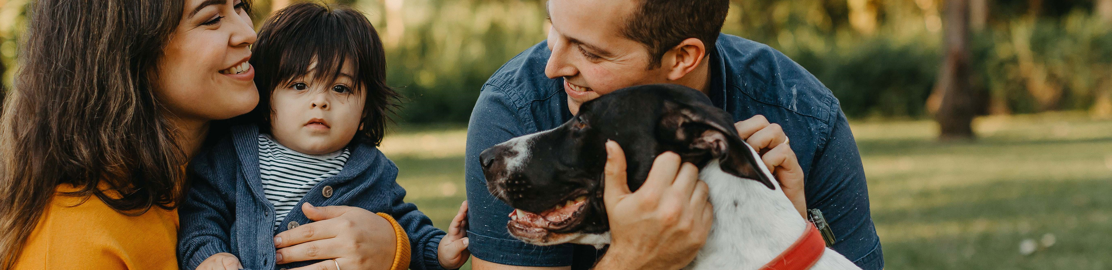 bull arab makes great family pet